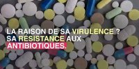 Mycoplasme : des bactéries de plus en plus résistantes