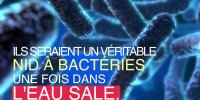 Canards en plastique : alerte sur les bactéries qu'ils abritent