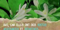 Anti-insomnie : les vertus de la fleur d’oranger