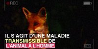 Foie : des cas de maladie du Renard identifiés dans le Nord-Pas-de-Calais