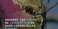 Piqûre de guêpe : 3 choses à ne pas faire