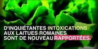 Laitue romaine : 60 nouveaux cas d'intoxication