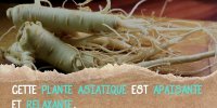 Le ginseng pour combattre le stress