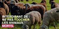 Une épidémie de fièvre charbonneuse progresse dans les Hautes-Alpes