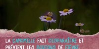 Remède naturel contre le bouton de fièvre