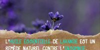 L’huile essentielle de lavande contre l'insomnie