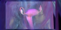 L'ovariectomie expliquée en vidéo