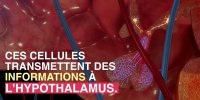 Chaleur : ne buvez pas trop froid !
