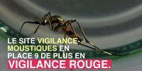 Moustique-tigre : 9 départements de plus en vigilance rouge