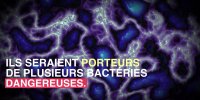 Pourquoi votre pommeau de douche peut être dangereux pour votre santé