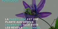 Sommeil : 3 somnifères naturels