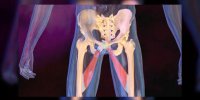 L'élongation du muscle inguinal expliquée en vidéo