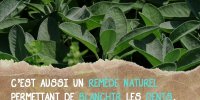 La sauge pour blanchir les dents