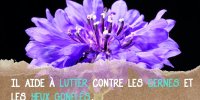 Le bleuet contre les yeux gonflés