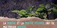 La solution naturelle contre la mauvaise haleine