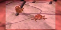 Les poux du pubis expliqués en vidéo