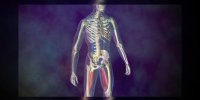 Elongation du muscle ischio-jambier