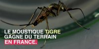 Le moustique-tigre a été repéré dans 42 départements