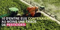 Baies de goji : un aliment contaminé aux pesticides