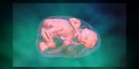 La circulation cardiaque prénatale expliquée en vidéo
