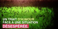 Un maire interdit la présence des moustiques dans sa ville