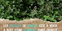La ronce pour combattre la diarrhée