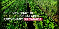 Plusieurs cas d'intoxications alimentaires graves à cause de laitues contaminées aux bactéries E. coli