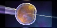 Fécondation In Vitro (FIV) expliquée en vidéo