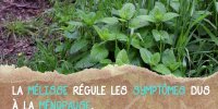 La mélisse contre les bouffées de chaleur