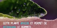 Le tilleul contre les troubles du sommeil