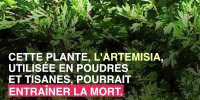 Artémisia : cette plante qui peut être mortelle