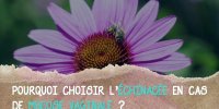 L'échinacée contre les mycoses vaginales