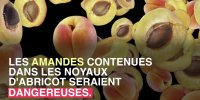 Intoxication : attention aux amandes d'abricot