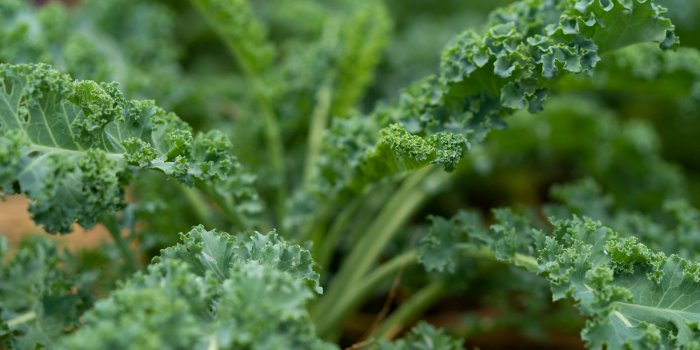 Nutrition : les 5 bienfaits du chou Kale