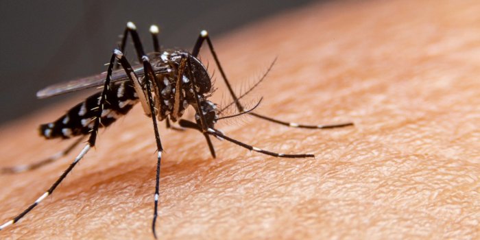 Dengue : 5 symptomes a reperer