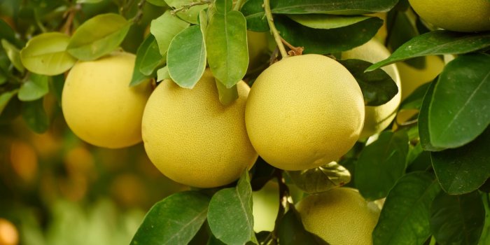 Nutrition : les bienfaits prodigieux du pomelo