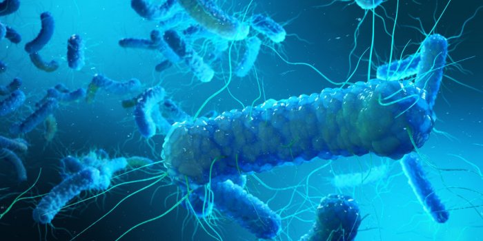 Bacterie E. coli : 5 aliments a risque