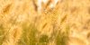 Allergie au pollen : le calendrier de chaque allergène