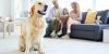 Diabète du chien : quels sont les signes ?