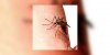Journée mondiale de lutte contre le paludisme : « des moustiquaires pour la vie »
