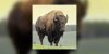 De la viande de bison pour Noël ? 