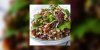 Salade de lentilles, champignons vinaigrés et crus