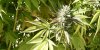 Cannabis : le THC légalisé par erreur il y a 10 ans