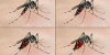 Chikungunya : un cas détecté dans le Tarn