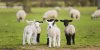 Hybride humain-mouton : en quoi il pourrait aider lors des greffes d'organes