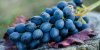 Pesticides : le céleri-branche et le raisin sont les plus contaminés