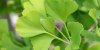 Les médicaments à base Ginkgo biloba responsables de convulsions