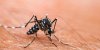 Épidémie de dengue en Nouvelle-Calédonie 