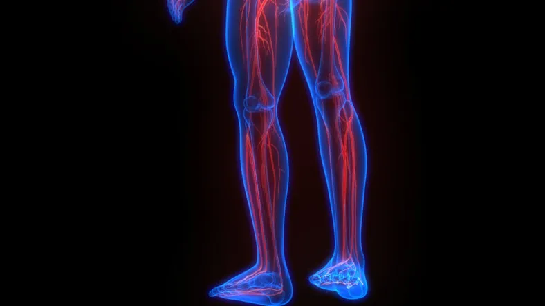 3d illustration concept of human skeleton system with nervous system anatomy 3d illustration concept of human skeleton system with nervous system anatomy