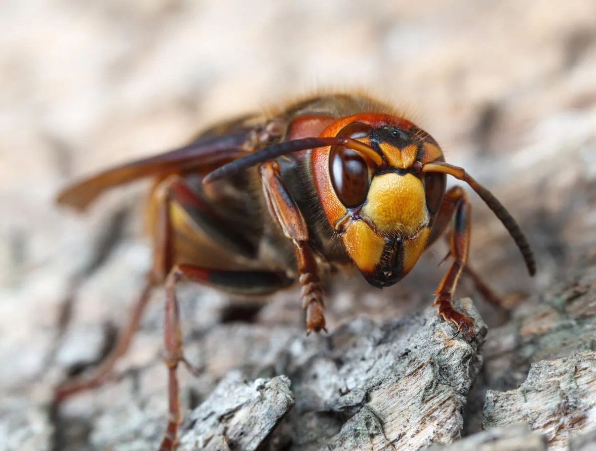 extreme close up of giant hornet (vespa crabro) resting on grey weathered pine wood extreme close up of giant hornet (vespa crabro) resting on grey weathered pine wood